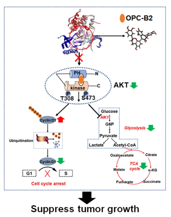 OPC-B2 exerts anticancer effect by inhibiting AKT activity